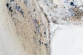 Best Forensic Mold Investigation  in USA